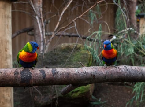 Trichoglossus haematodus from the family lorrinae a rainbow parrot in blue red orange purple on a branch