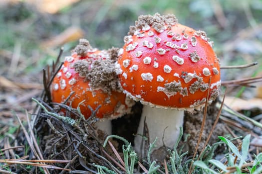 mushroom fly agaric close-up in a pine forest. photo