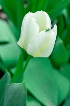 white tulips in the garden. photo