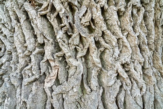 texture of old oak bark for the whole frame. photo