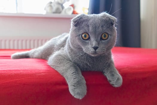 smoky lop-eared cat on a red bed. photo