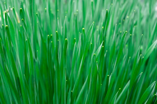 green grass close up as background macro. photo