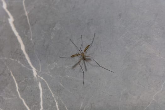 Big mosquito with long legs is sitting on gray marble wall of shower 