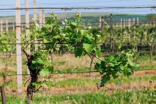 Lush green vineyards make for a stunning sight in countryside. Grapes come in various colors and flavors, reflecting the terroir of the vineyard.