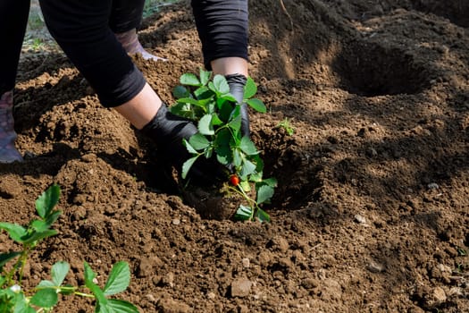 Woman is busy planting strawberries in her garden, strawberry bushes are known for their beautiful flowering.