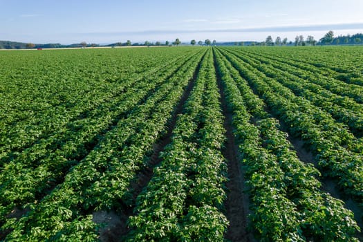 Sight of a green field filled with growing potatoes is a beautiful and promising sight for any farmer.