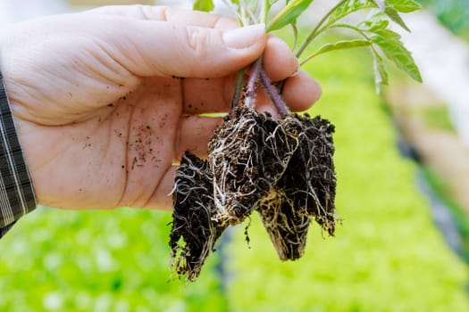 Farmer examines the root system of each seedling to ensure they are well-established before transplanting.