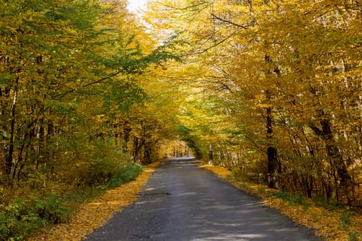 Scenic road winds through autumn forest, surrounded by yellow foliage.In autumn forest, ground is covered with a carpet of yellow leaves.