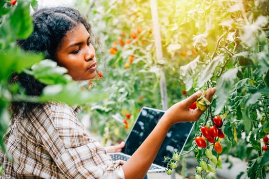 In a modern tomato greenhouse a woman farmer checks organic veggies' quality notes on laptop. Her smiling portrait signifies expertise innovative farming and diligent growth care.