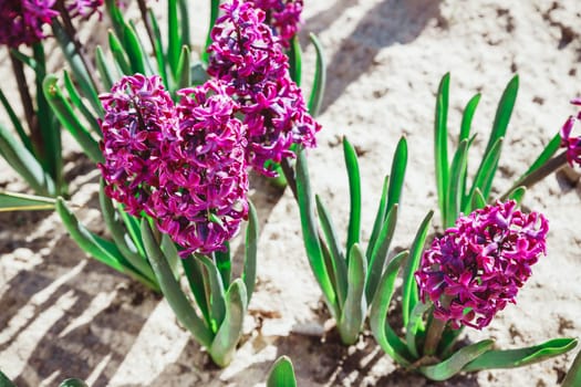 Pink hyacinths in bloom in spring garden with sunny rays, traditional easter flowers, easter spring background.