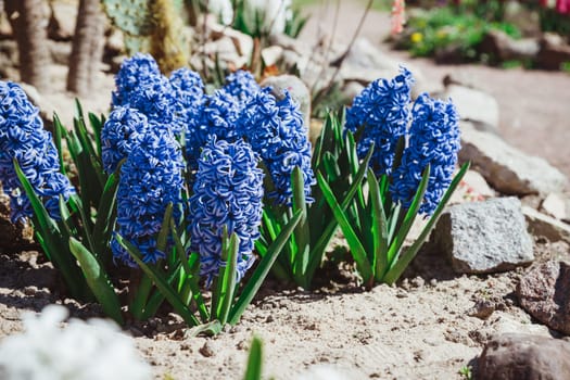 Pink hyacinths in bloom in spring garden with sunny rays, traditional easter flowers, easter spring background.