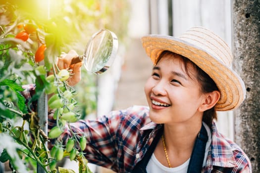 Close-up of a vegetable tomato scientist a young woman farmer inspecting tomatoes in a greenhouse using a magnifying glass. Engaged in farming research exploring growth and biology.