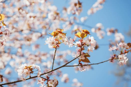 Beautiful Pink Sakura flowers, cherry blossom during springtime against blue sky