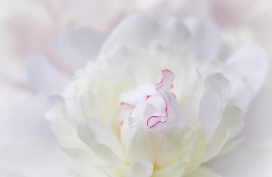 White peony flower petals. Macro flowers background. Soft focus, abstract floral backdrop