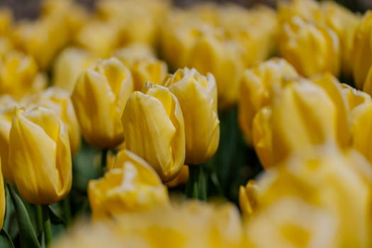 Yellow tulips spring blossoming , bokeh flower background, pastel and soft floral card, selective focus.