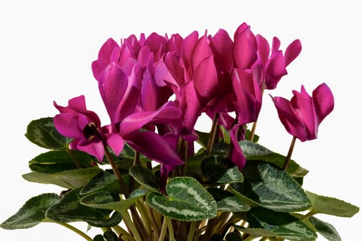 Blossoming red cyclamen persicum flowers isolated on a white background