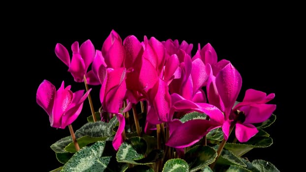 Blossoming red cyclamen persicum flowers on a black background