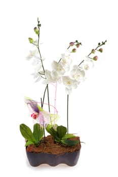 artificial orchids in a pot isolated on white background