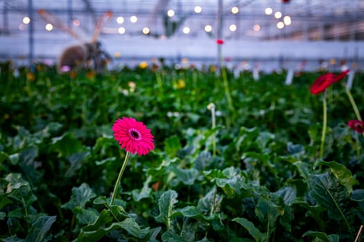 a pink gerbera flower in a gerbera nursery