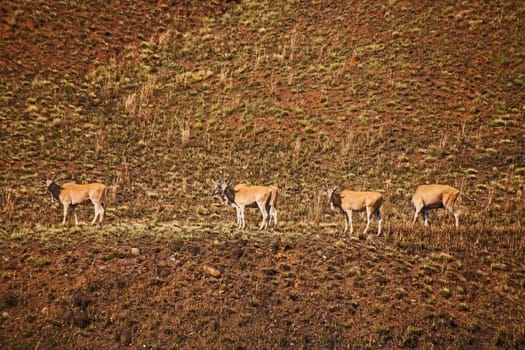 Holy animal to the San People, the Eland (Taurotragus oryx) grazes freely in the Drakensberg South Africa.