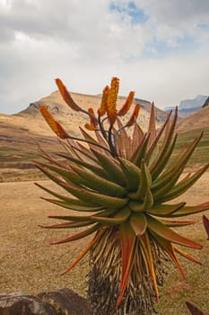 Mountain Aloe (Aloe ferox), previously known as Aloe candelabrum, in the Didima section of the uKahlamba Transfrontier Mountain Park