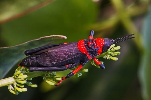 The Koppie Foam Grasshopper (Dictyophorus spumans) produces a toxic foam from it's thoractis glands when threatened