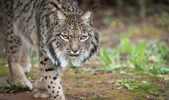 Iberian lynx close-up walking to camera in nature.