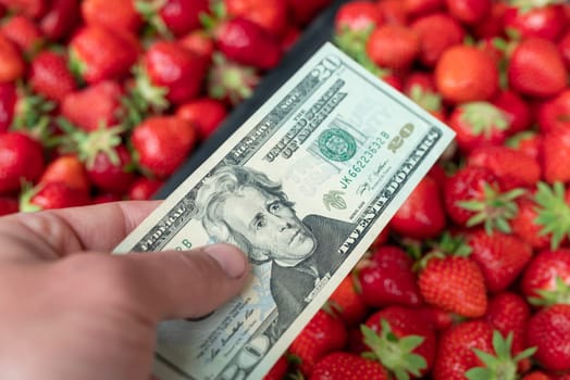 Giving dollar banknote with strawberry background