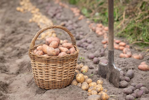 Basket full of fresh potato gigged out the ground near spade