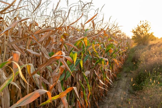 Evening photo of agricultural corn field