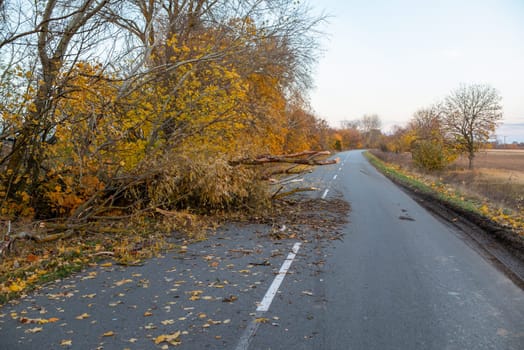 Natural obstacle for drivers, consequences of windy weather