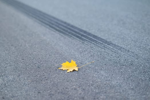 One yellow leaf on the road as symbol of often happened car accidents in autumn