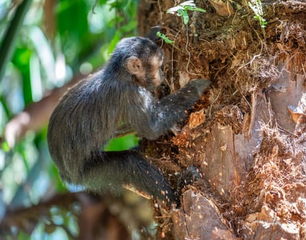 Wild monkey digs into tree bark in tropical forest.