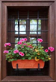 blooming pink pelargonium in a flower pot on the window outside close-up