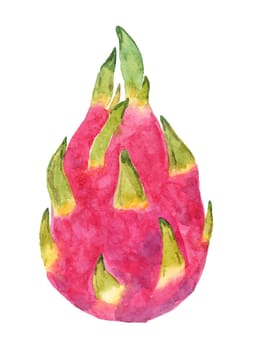 Watercolor dragon fruit illustration isolated on white background