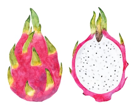 Watercolor dragon fruit set illustration isolated on white background
