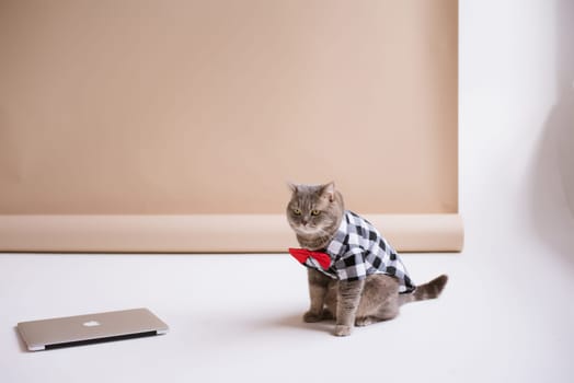 A Pet Scottish straight eared cat working in costume shirt and a red tie sits sitting in a brown video production studio with laptop