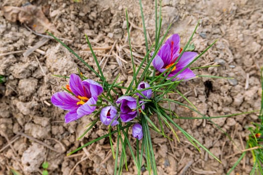 Three purple crocuses grow on a saffron field. In the fall, crocus flowers bloom, and the saffron harvesting season begins.