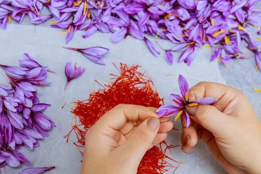 Stamens, also known as saffron threads must be separated from petals Saffron is a highly prized spice derived from vibrant purple flowers of crocus plants.