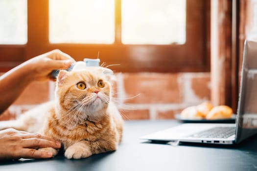 Brushing away old fur at home, An elderly woman and her Scottish Fold cat share a special moment of affection. Their owner-pet relationship is truly heartwarming.