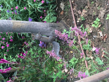 Squirrel Climbing Tree by Flowers in New York City. High quality photo