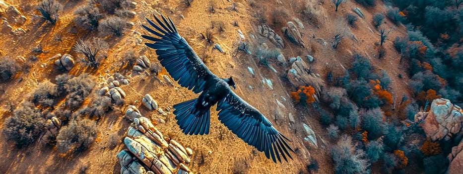 An imposing condor glides over a rugged landscape, captured from above in a breathtaking aerial shot that highlights the grace and majesty of this powerful bird in its natural habitat
