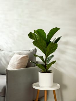 Ficus lyrata or fiddle leaf fig in living room interior. Room decoration with plant. Scandinavian fiddle peaf tree indoor plant in circle white pot at home. Potted ficus Lyrata or fiddle leaf fig tree