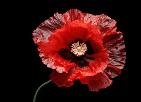 Red Poppy Blossom: Purity of Beauty and Fragility Captured in Nature's Colorful Meadow