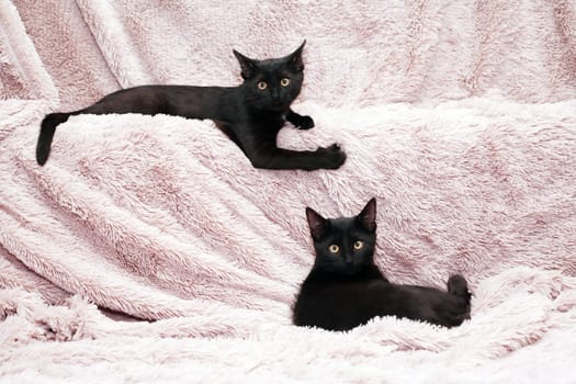 A pair of small black kittens playing on a fabric background