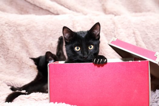 A pair of small black kittens playing with red box on a fabric background