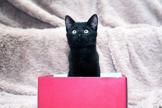 Small black kitten in red cardboard box on fabric background