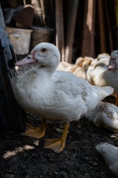 Portrait of one domestic white feathered duck looking directly at the camera, close-up side view.