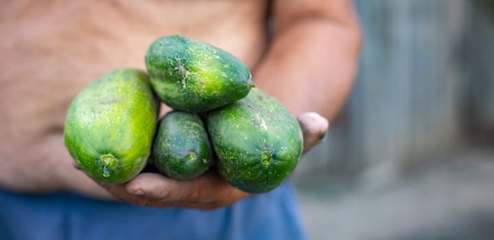 One Caucasian elderly unrecognizable man holds freshly picked dirty cucumbers in his hands while standing in a vegetable garden on a summer evening day in the countryside, close-up side view.