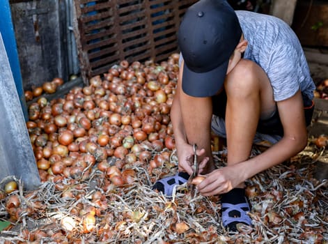 One Caucasian boy in a blue cap sits on a small bench and peels onions with scissors, preparing them for storage in winter, on a summer evening, close-up view from above.